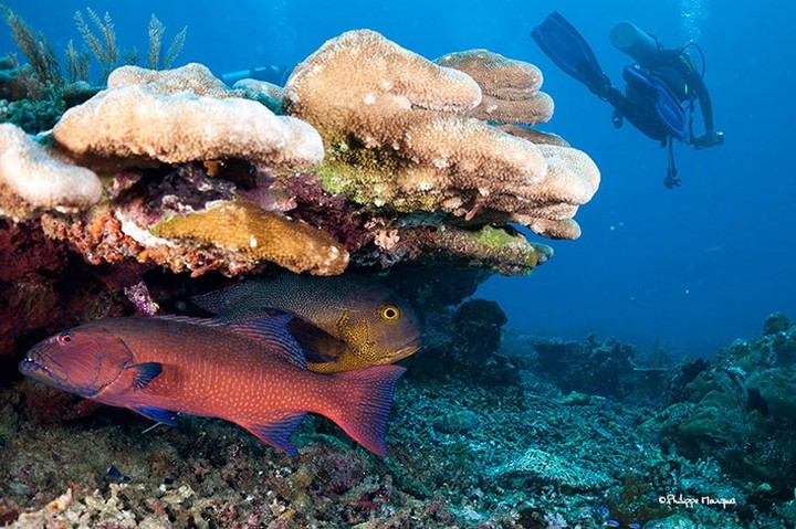 Use wide angles to capture the underwater life