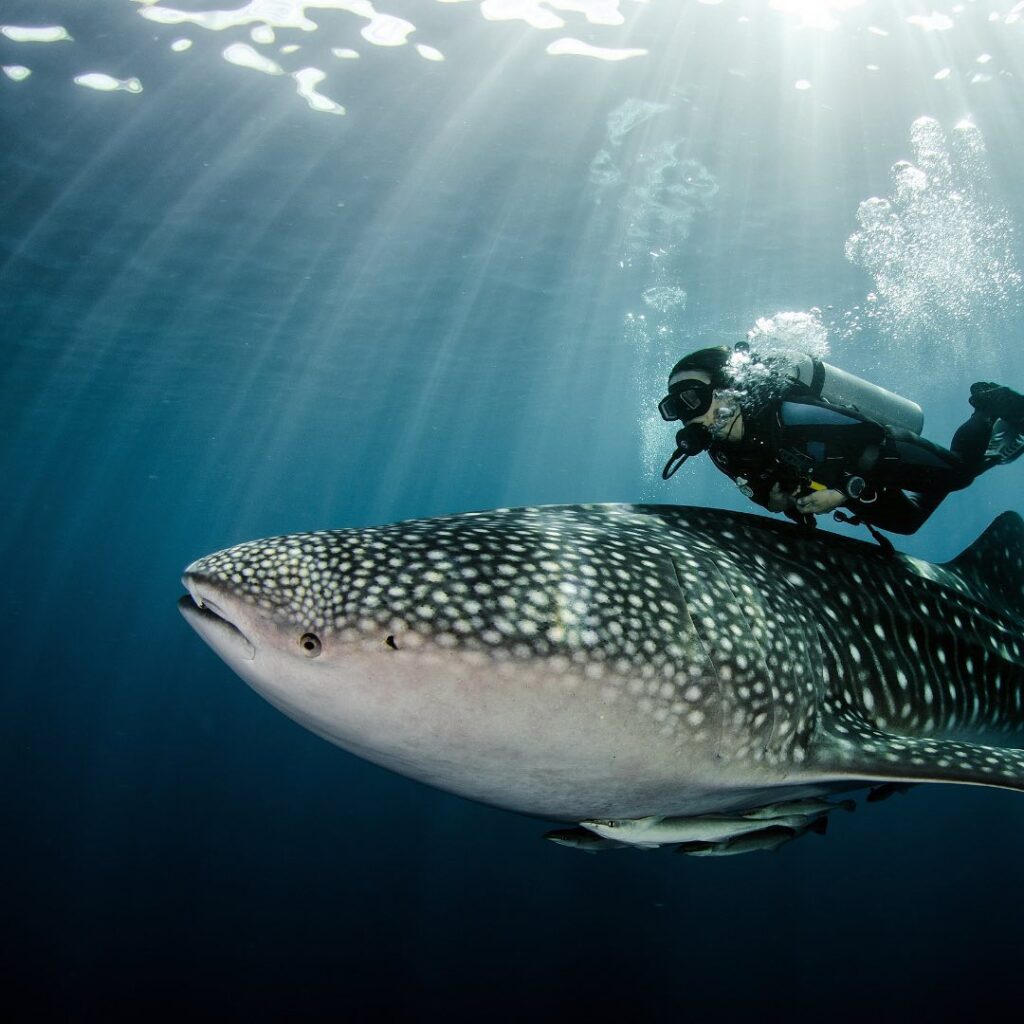 diving with whale shark on Komodo liveaboard Indonesia