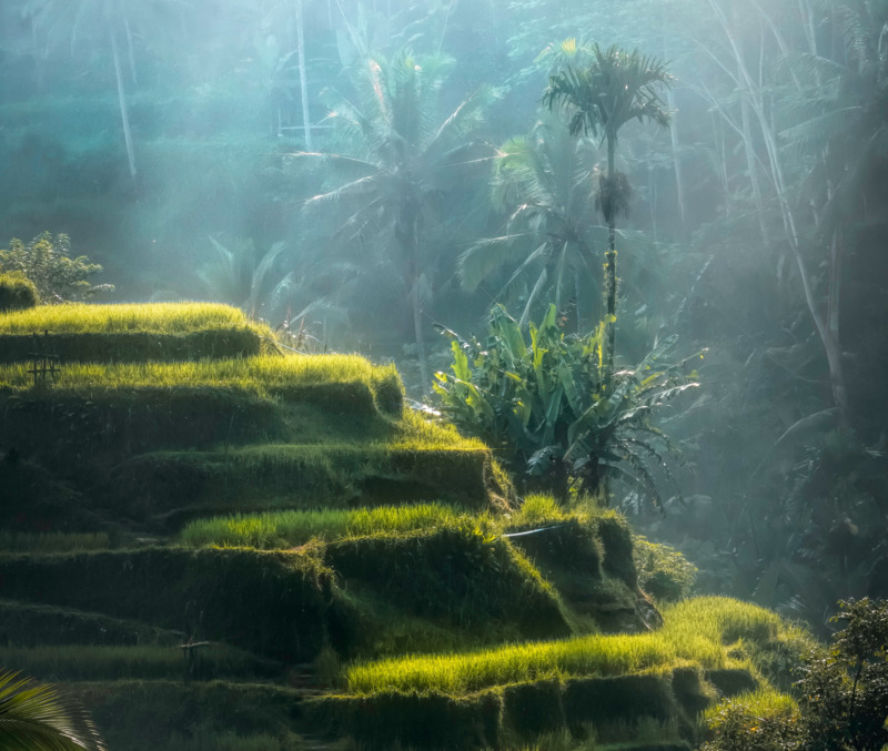 The lush rice terraces of Tegalalang must visit if your first trip to Bali.