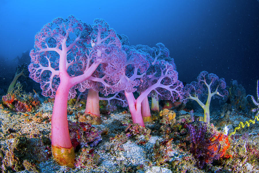See the stunning soft corals on your dive journey at Komodo liveaboard.